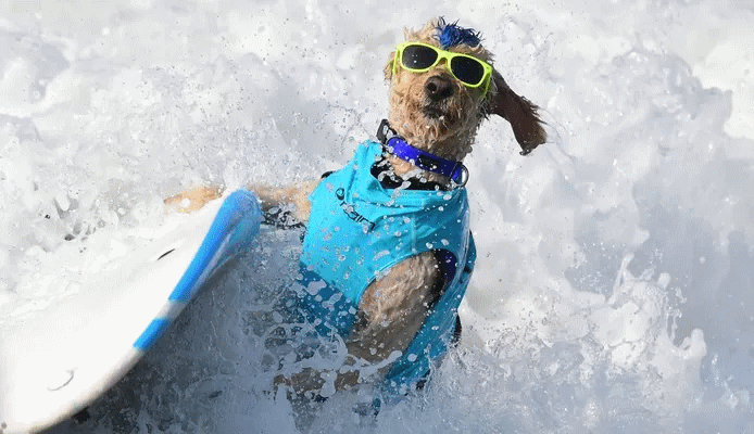 surf hond 1.png
